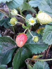 Fragaria × ananassa