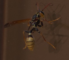 Mischocyttarus flavitarsis