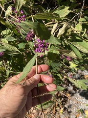 Callicarpa