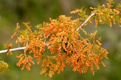 Quercus coccifera