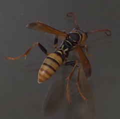 Mischocyttarus flavitarsis