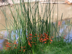 Crocosmia × crocosmiiflora