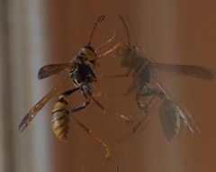 Mischocyttarus flavitarsis