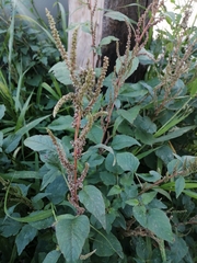 Amaranthus