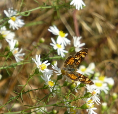 Phyciodes pulchella
