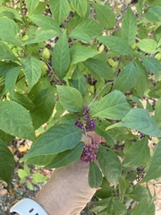 Callicarpa