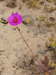 Cistanthe grandiflora