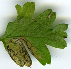 Stigmella hybnerella