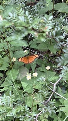Dryas iulia moderata