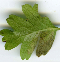 Stigmella hybnerella