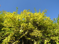 Forsythia suspensa sieboldii