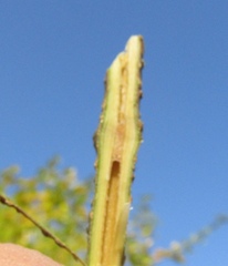 Forsythia suspensa sieboldii