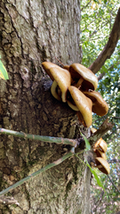 Cyclocybe parasitica