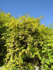 Forsythia suspensa sieboldii