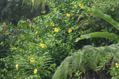 Allamanda cathartica