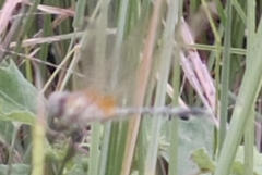 Trithemis pallidinervis