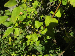 Forsythia suspensa sieboldii