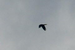 Psarocolius decumanus