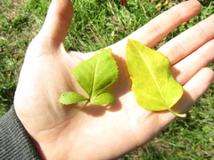 Forsythia suspensa sieboldii