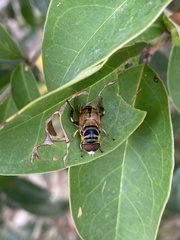 Palpada vinetorum