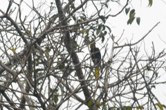 Psarocolius angustifrons