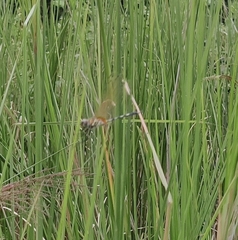 Trithemis pallidinervis