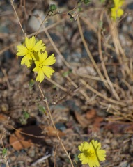 Lagophylla glandulosa