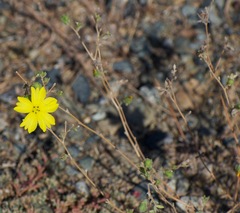 Lagophylla glandulosa
