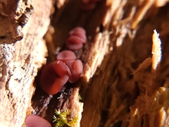 Ascocoryne sarcoides