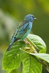 Dacnis cayana