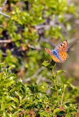 Lycaena alciphron