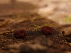 Ascocoryne sarcoides