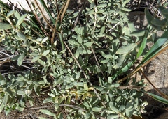 Atriplex gardneri