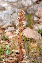 Orobanche amethystea amethystea