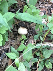 Agaricineae