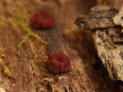 Ascocoryne sarcoides