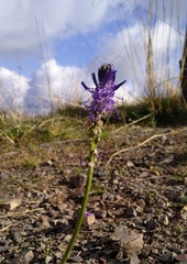 Phyteuma betonicifolium