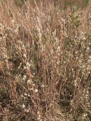 Andropogon ternarius