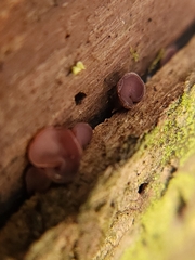 Ascocoryne sarcoides