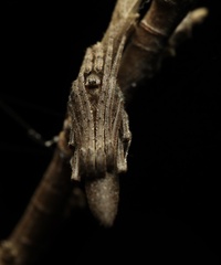 Cyphalonotus
