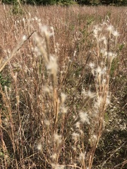 Andropogon ternarius