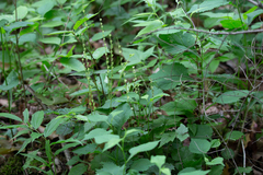 Mitella diphylla