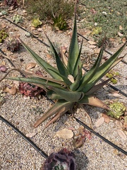 Aloe