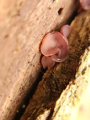 Ascocoryne sarcoides