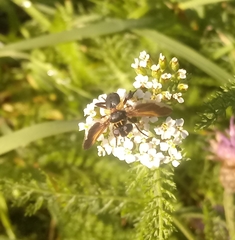 Trichopoda pictipennis