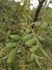 Bursera cuneata