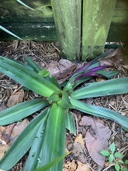 Tradescantia spathacea