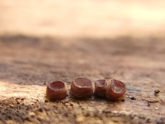 Ascocoryne sarcoides