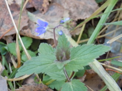 Veronica chamaedrys