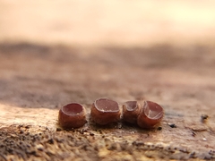 Ascocoryne sarcoides